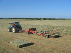 Quality Coastal Horse Hay