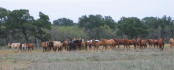 Quality Coastal Horse Hay