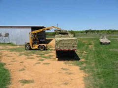 Quality Coastal Horse Hay