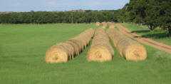Quality Coastal Horse Hay
