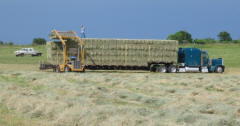 Quality Coastal Horse Hay